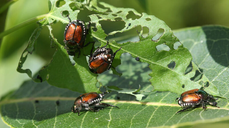 avviso popilia japonica