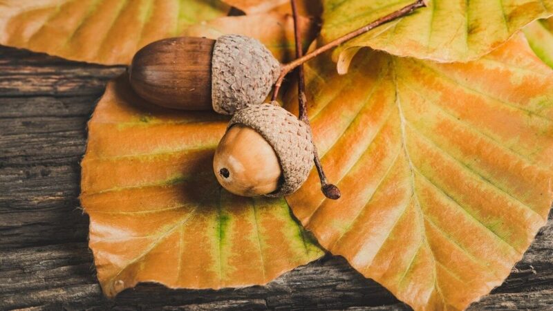 eventi festa autunno